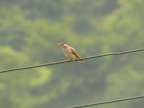 찌르레기